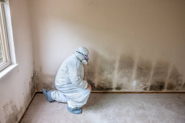 Biohazard Mold Removal in San Luis Obispo, CA